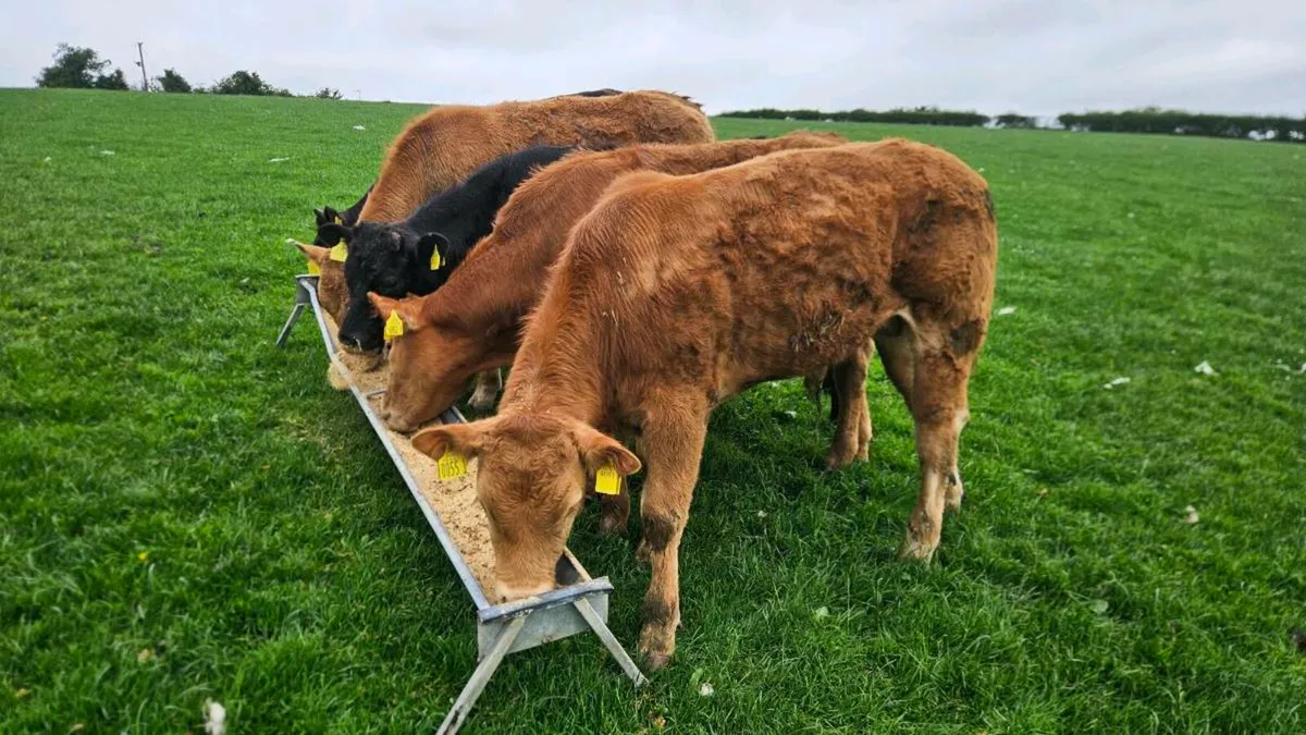 Limousin Bullocks - Image 3