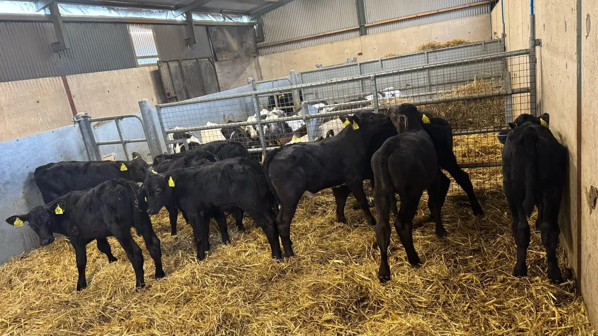 AA Bulls - Image 1