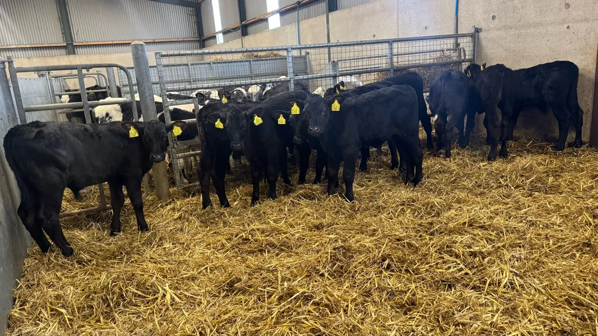 AA Bulls - Image 2