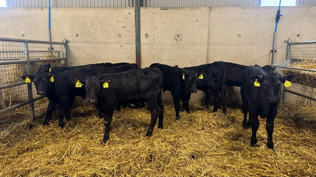 AA Bulls - Image 4