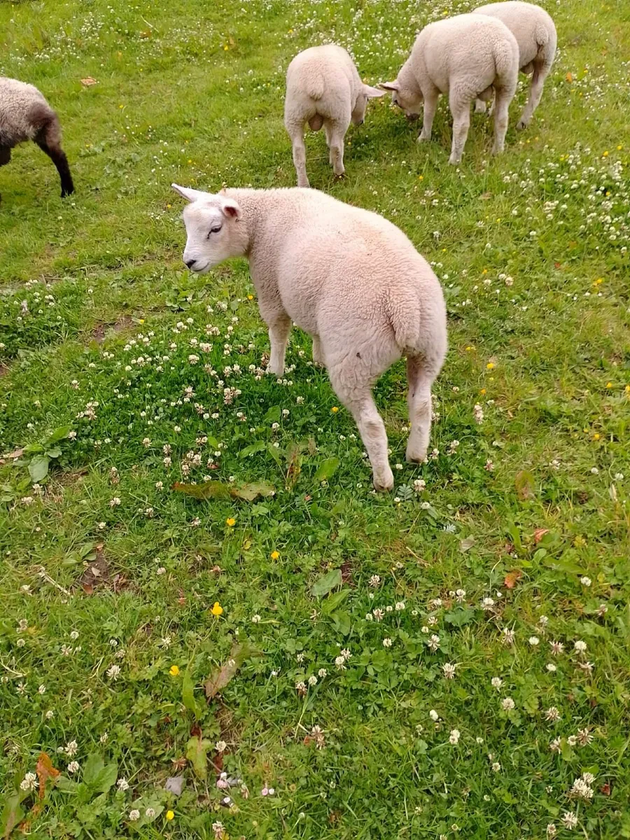Texel ram lambs €150 - Image 1