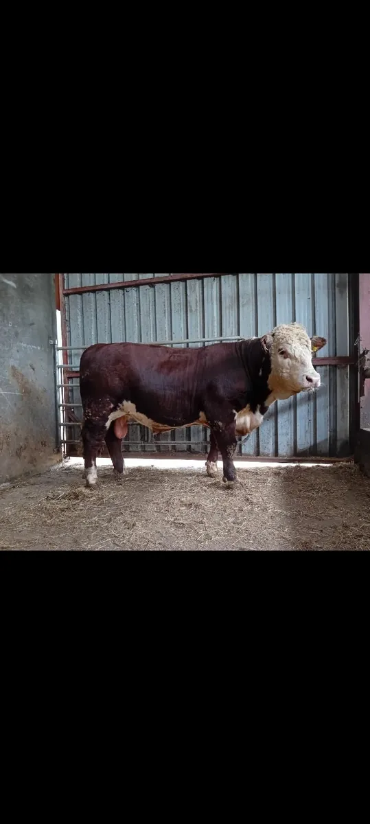 Pedigree Hereford bull - Image 2