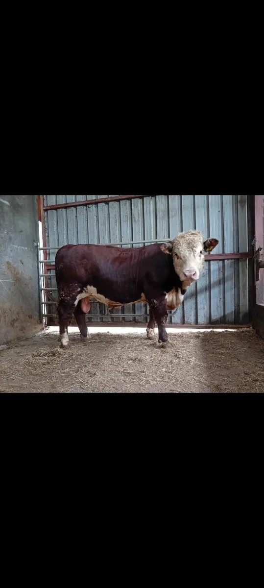 Pedigree Hereford bull - Image 1