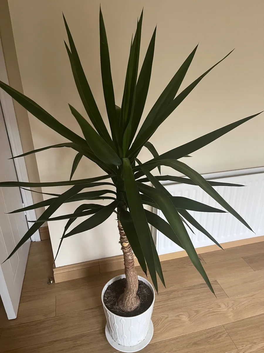 Potted plant,dragon tree