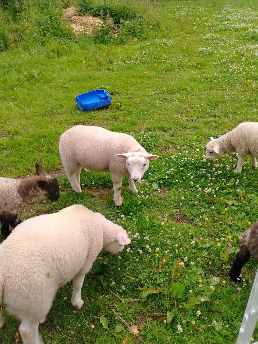 Texel ram lambs €150 - Image 2