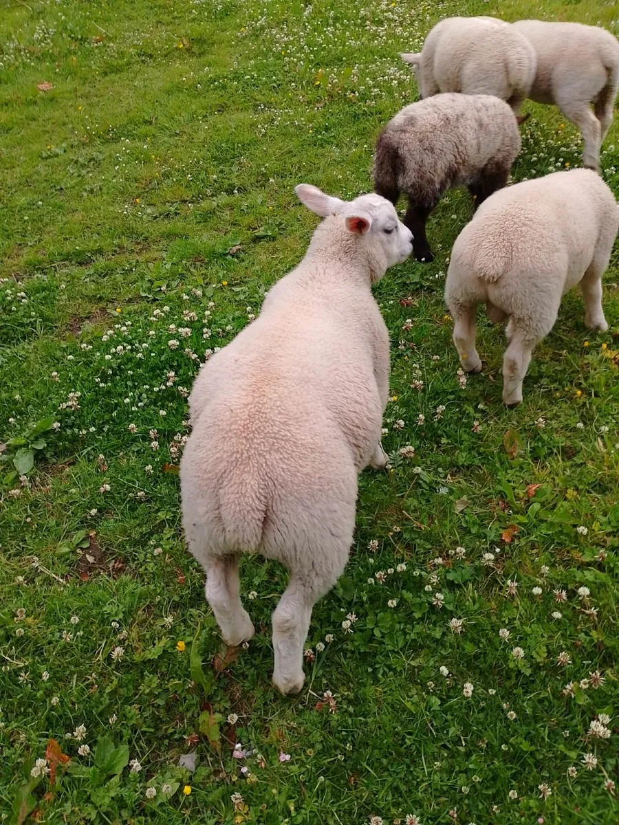 Texel ram lambs €150 - Image 3
