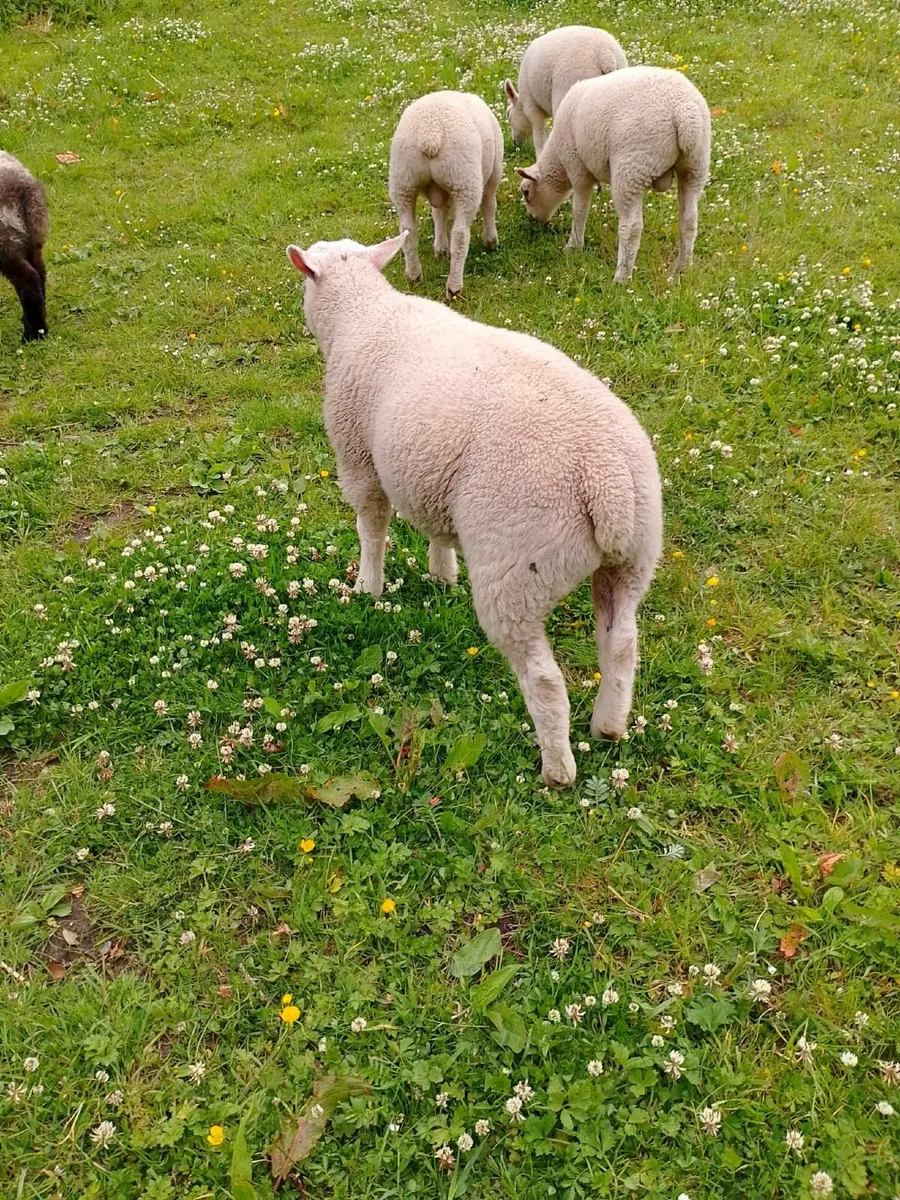 Texel ram lambs €150 - Image 4