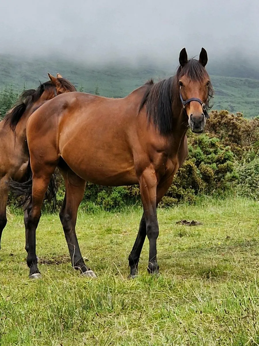 Mare in foal(cover fee paid) - Image 2