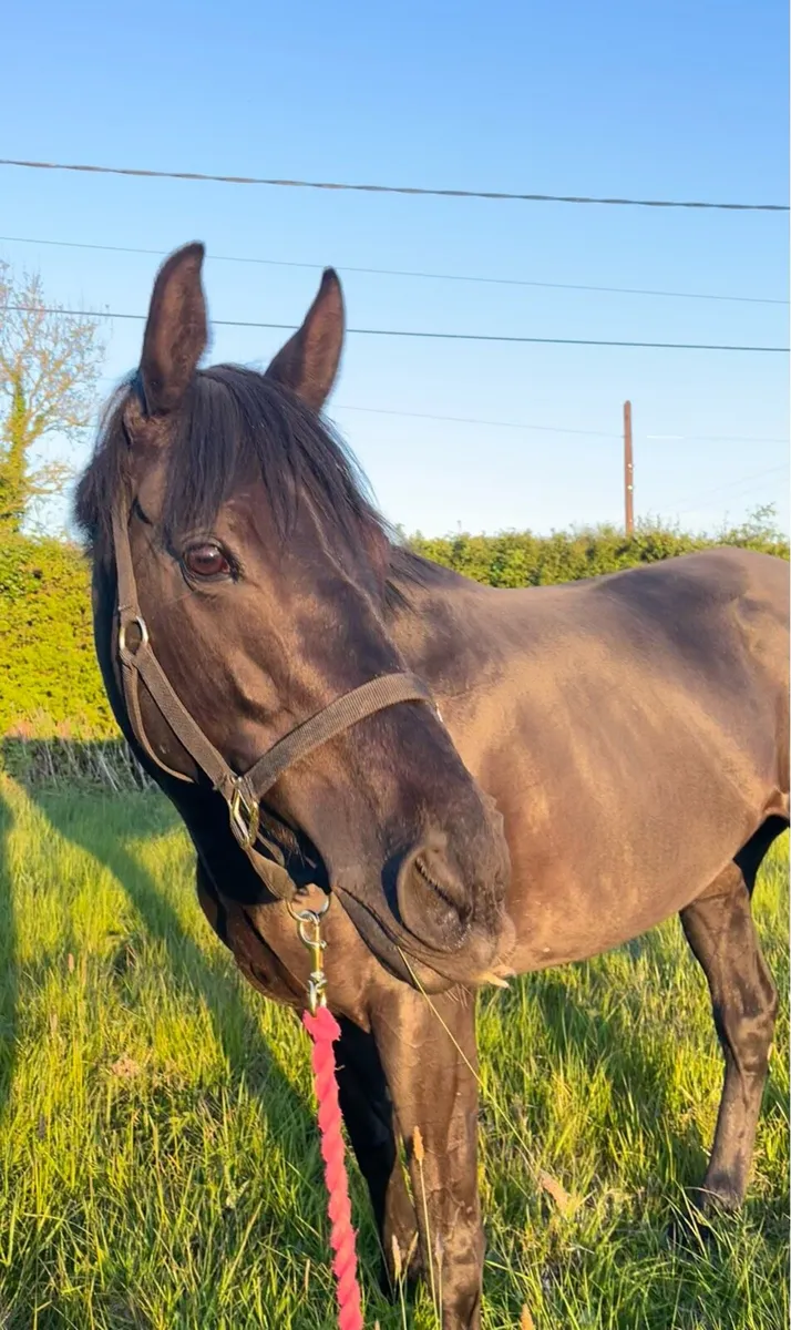 Tb broodmare - Image 1