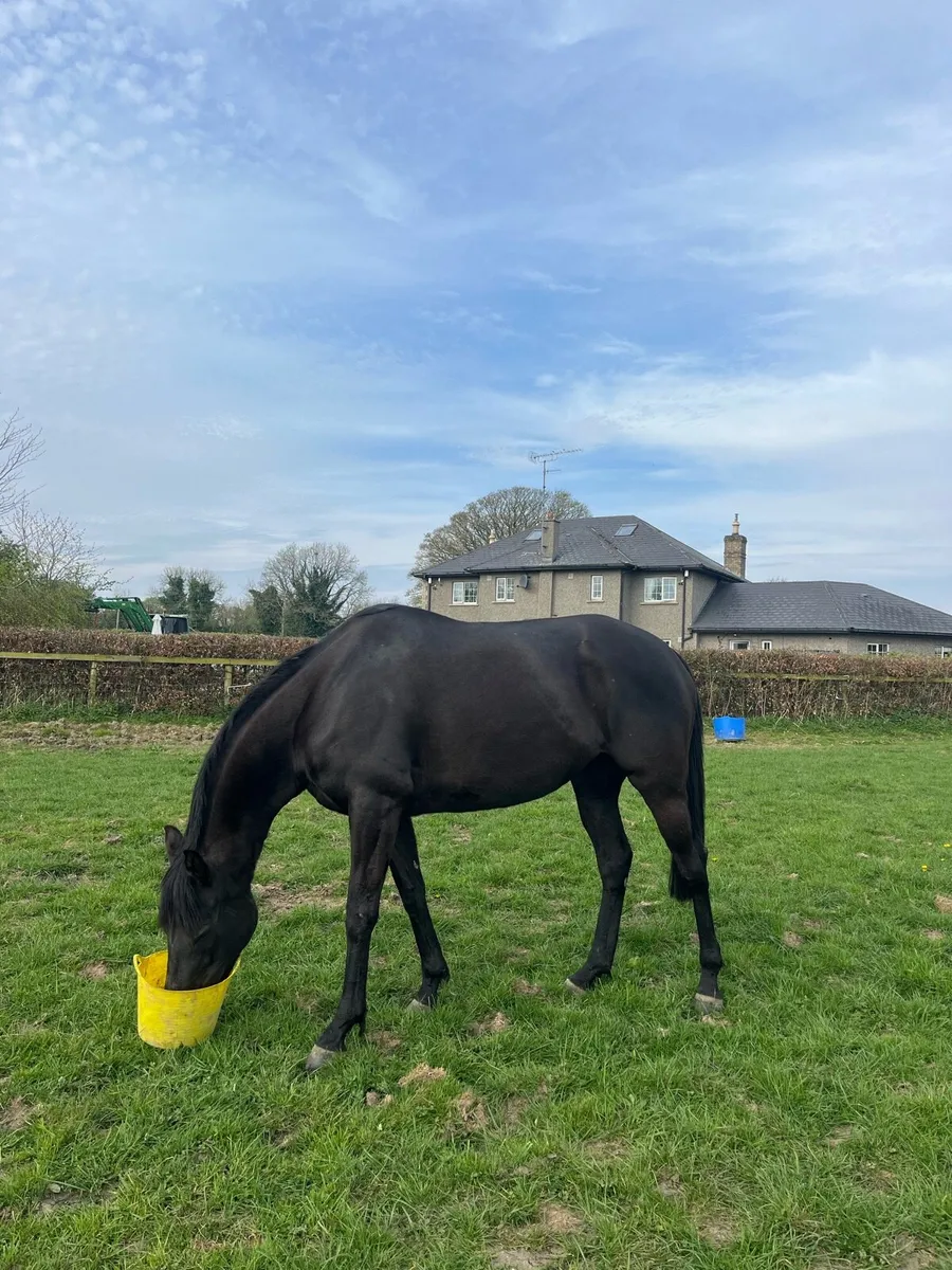 Tb broodmare - Image 2