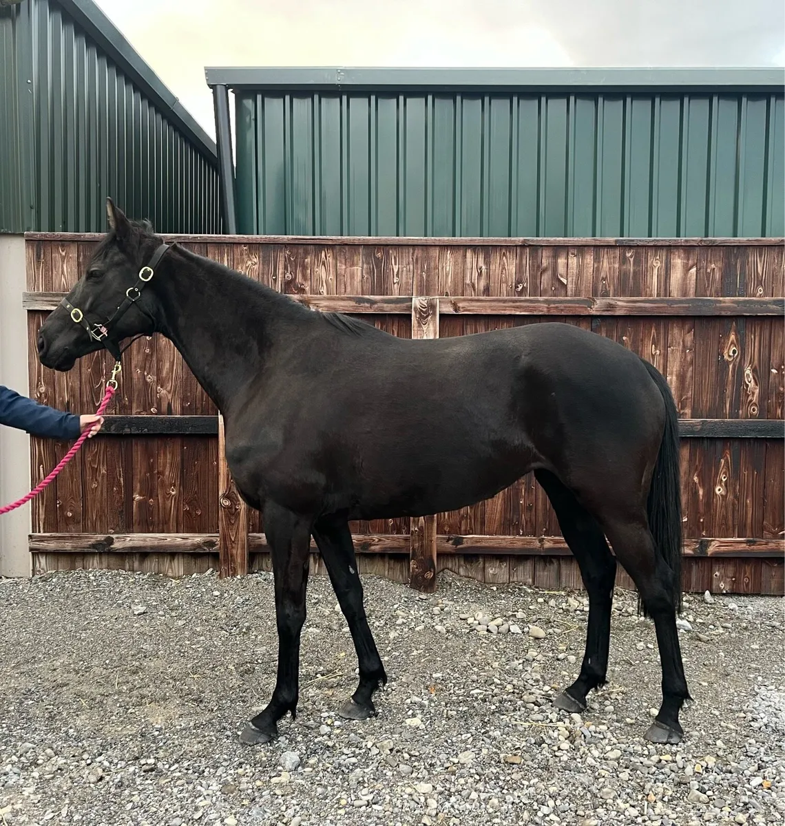 Tb broodmare - Image 3