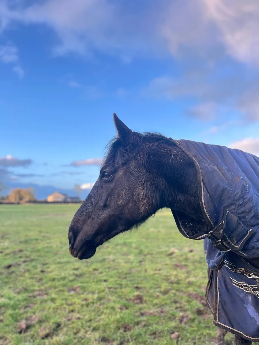 Tb broodmare - Image 4