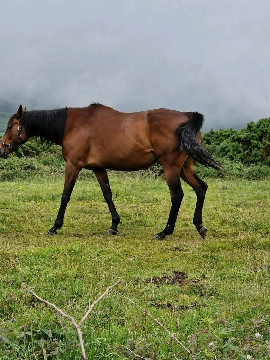 Mare in foal(cover fee paid) - Image 3