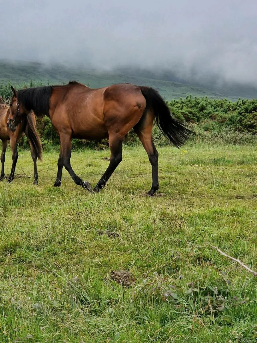 Mare in foal(cover fee paid) - Image 4