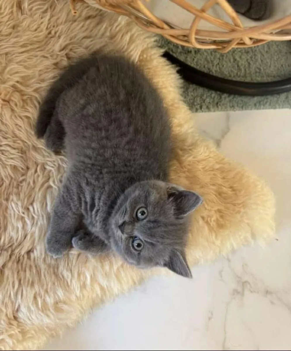 British shorthair kittens - Image 2