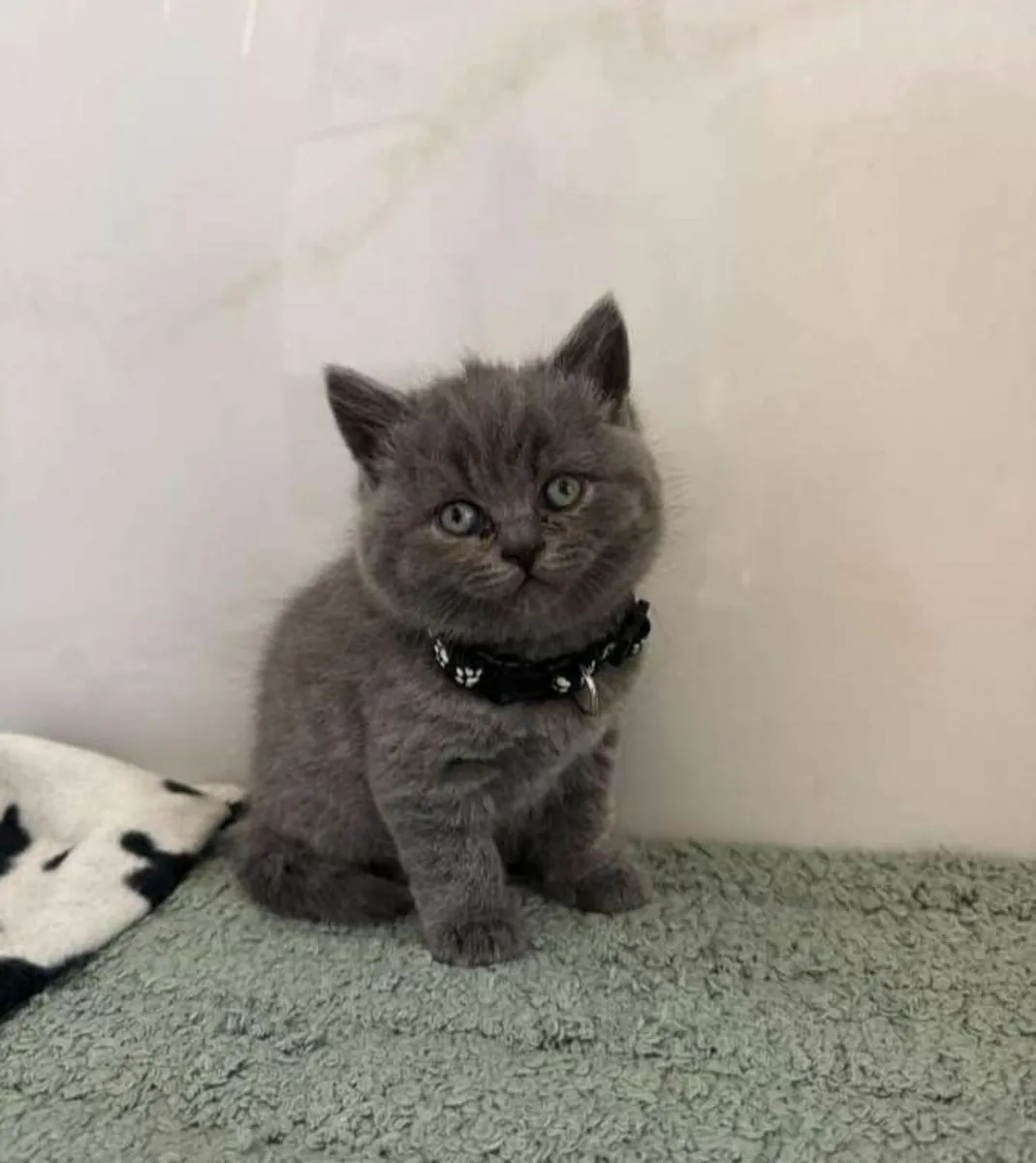 British shorthair kittens - Image 3