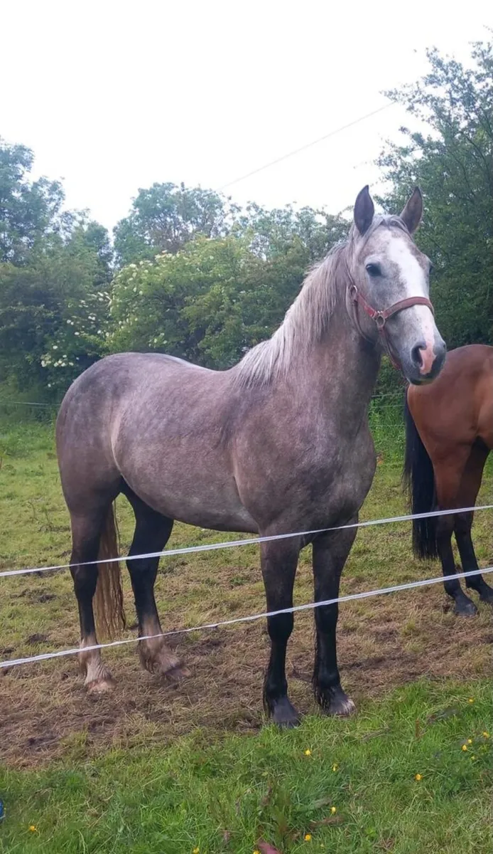 3yr Old 15hh Mare - Image 2