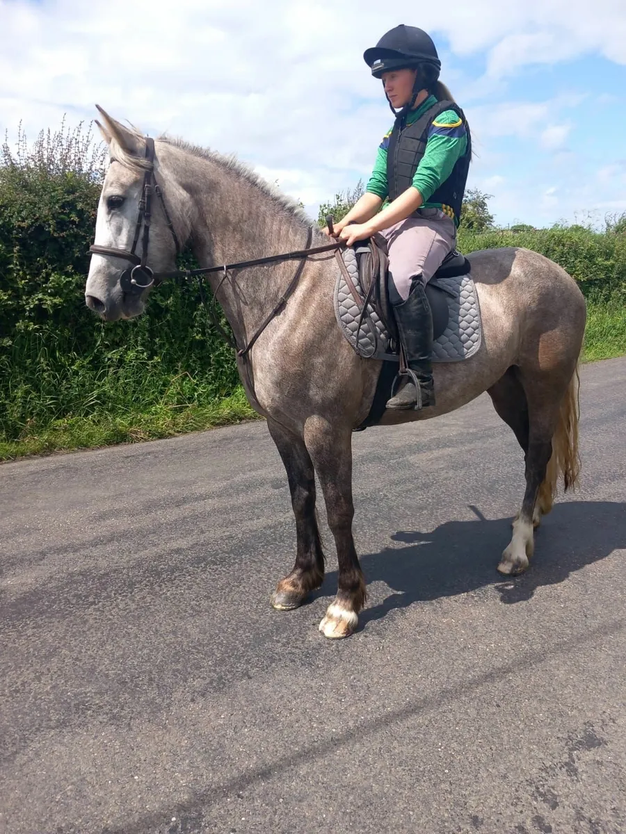 3yr Old 15hh Mare - Image 1