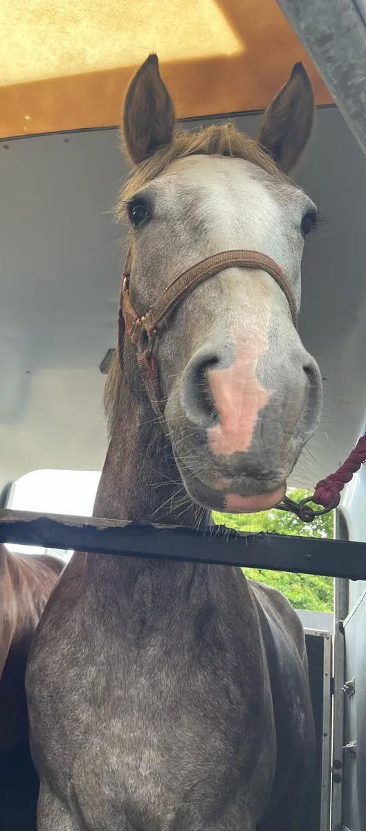 3yr Old 15hh Mare - Image 3