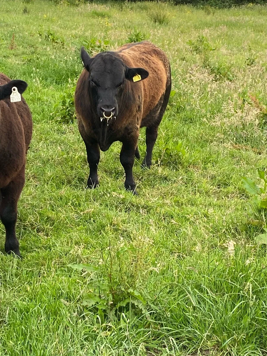 Pedigree Angus bull - Image 2