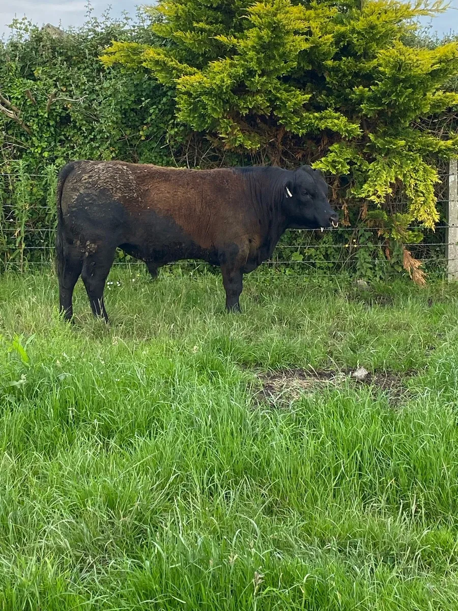 Pedigree Angus bull - Image 3