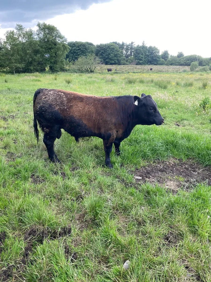 Pedigree Angus bull - Image 4