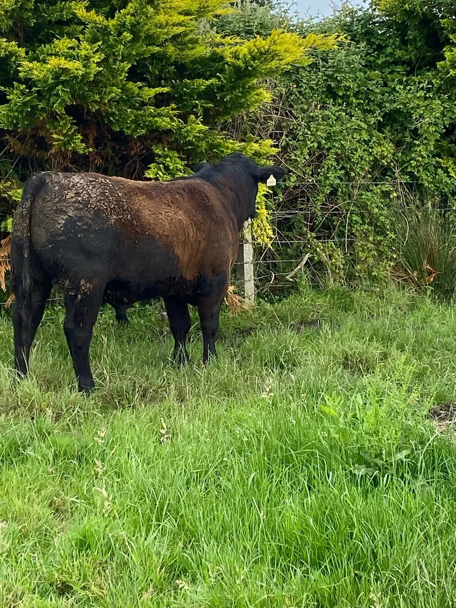 Pedigree Angus bull - Image 1