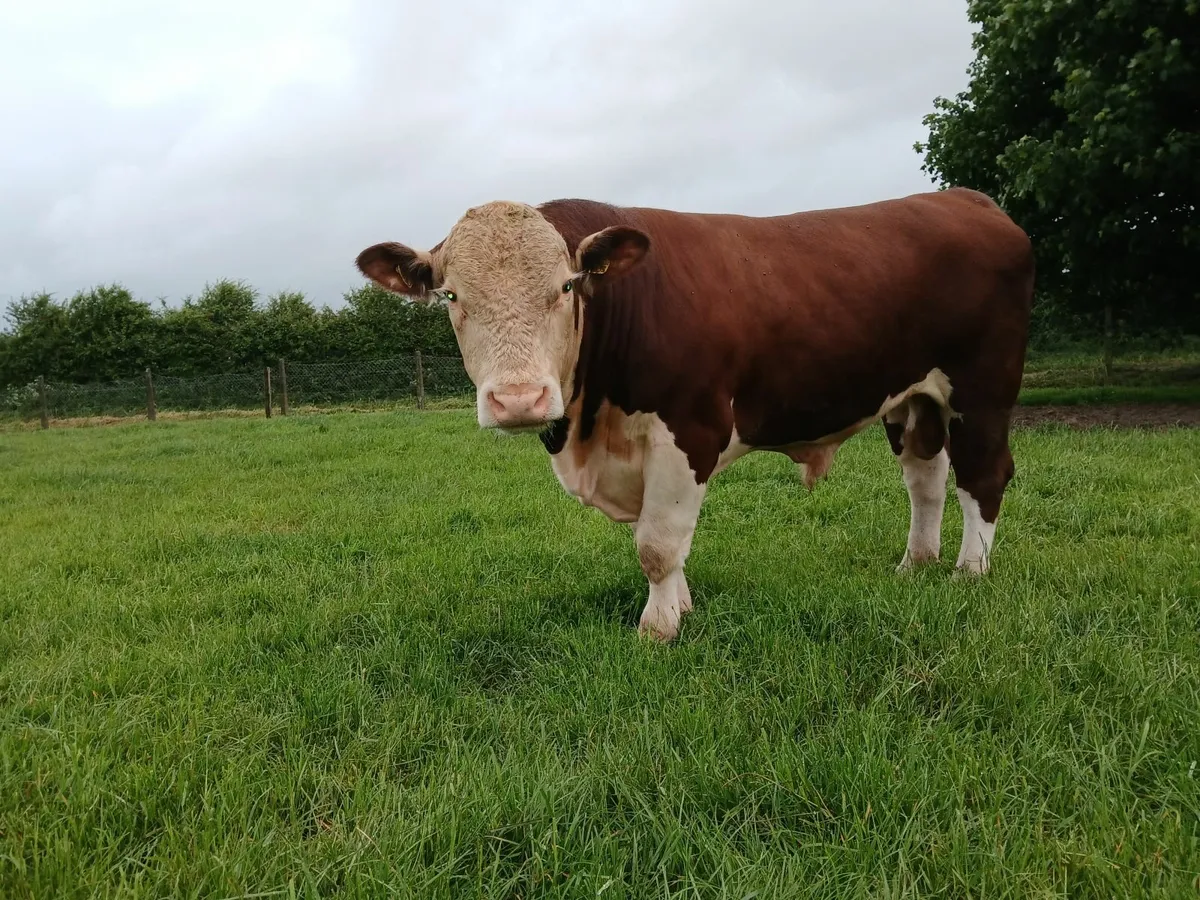 Hereford Bull - Image 1