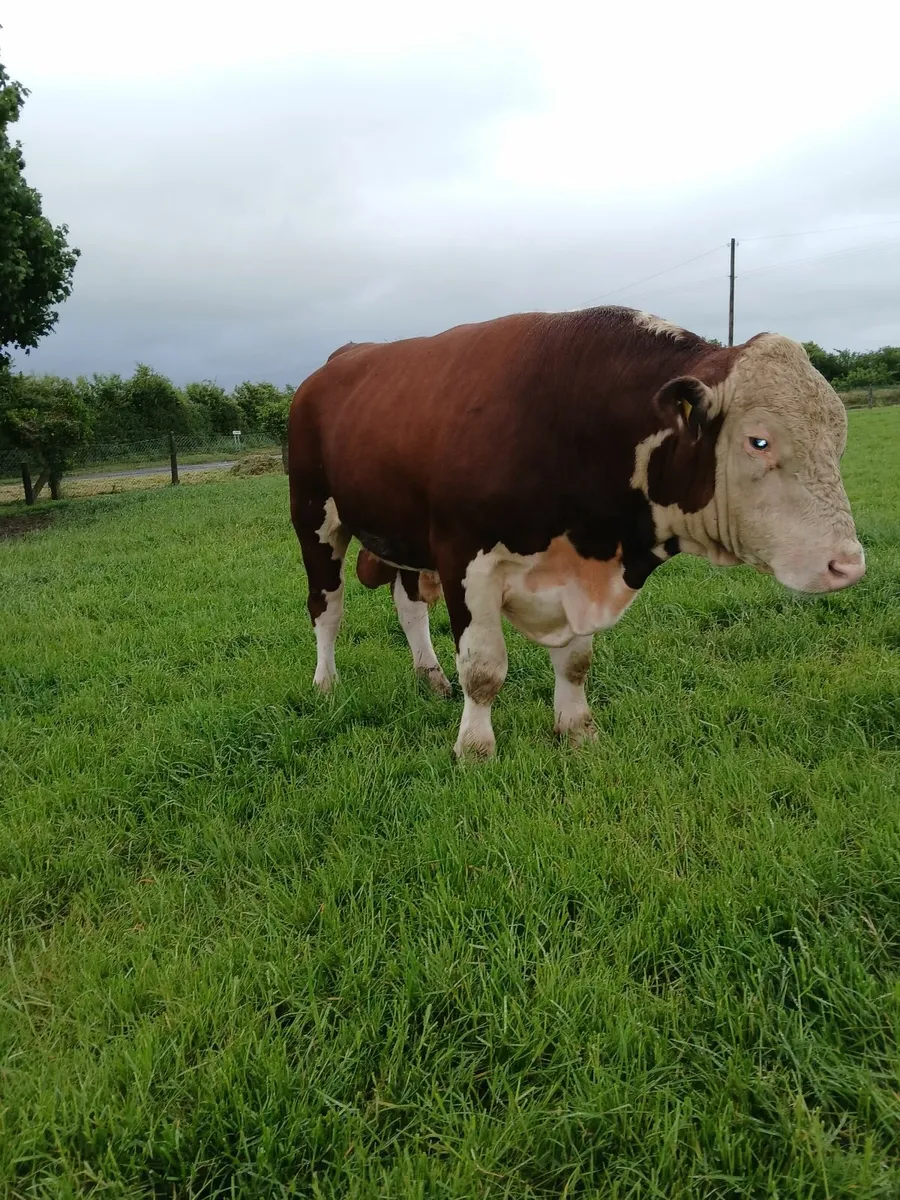 Hereford Bull - Image 3
