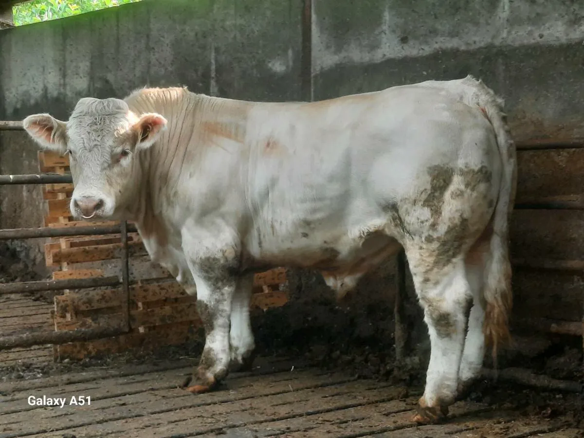 Pedigree charolais bull - Image 2
