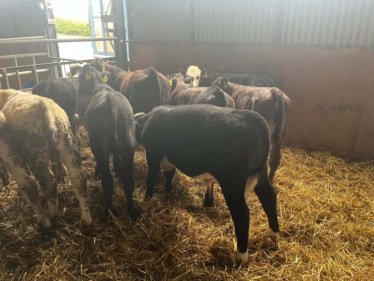 12 super  continental bull  weanlings - Image 1