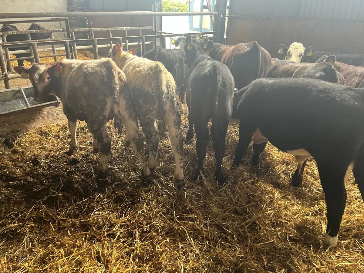 12 super  continental bull  weanlings - Image 2