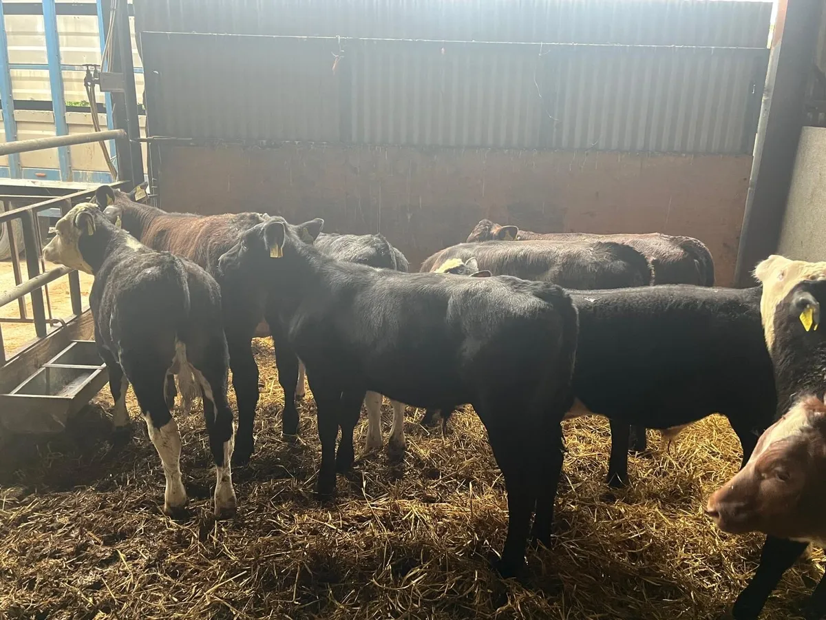 12 super  continental bull  weanlings - Image 3