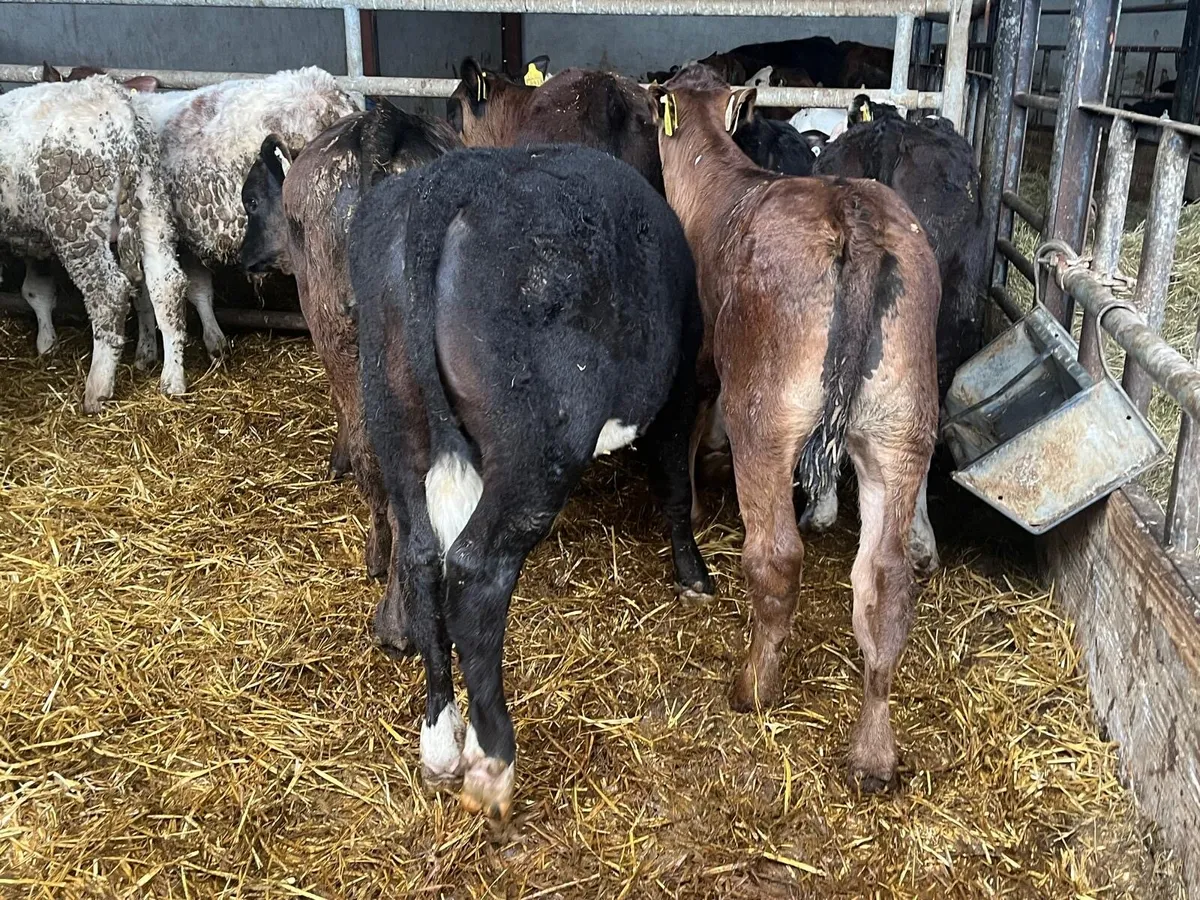 12 super  continental bull  weanlings - Image 4