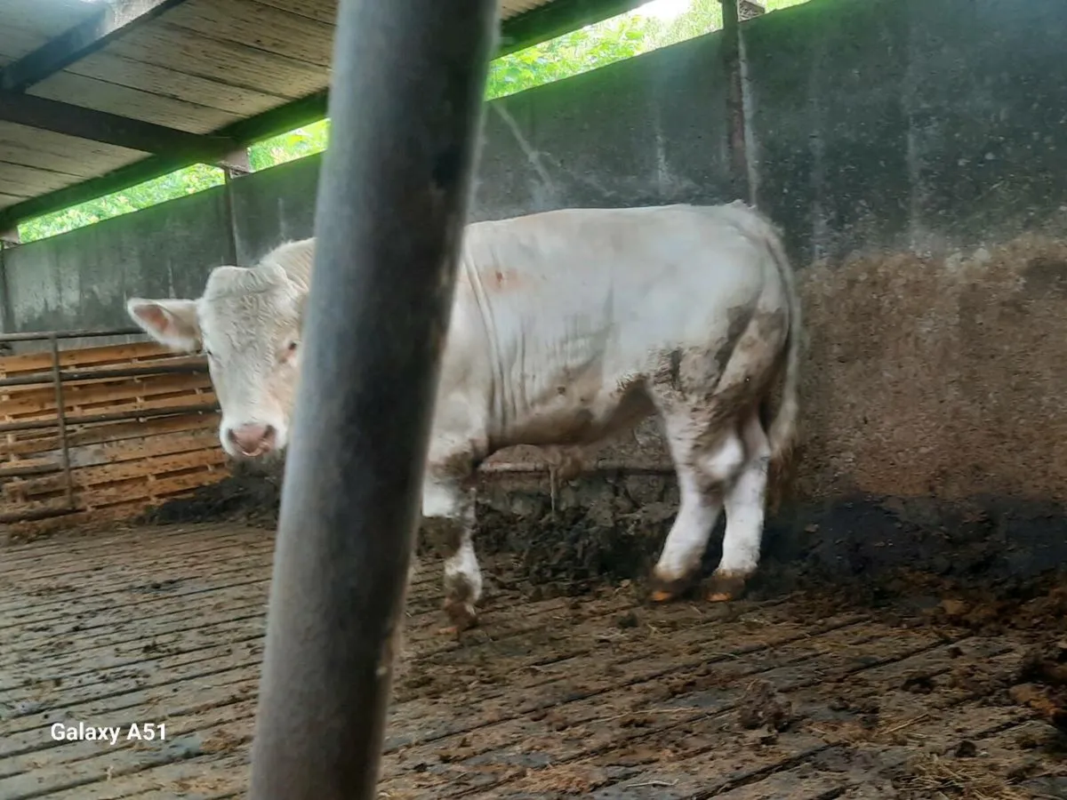 Pedigree charolais bull - Image 3