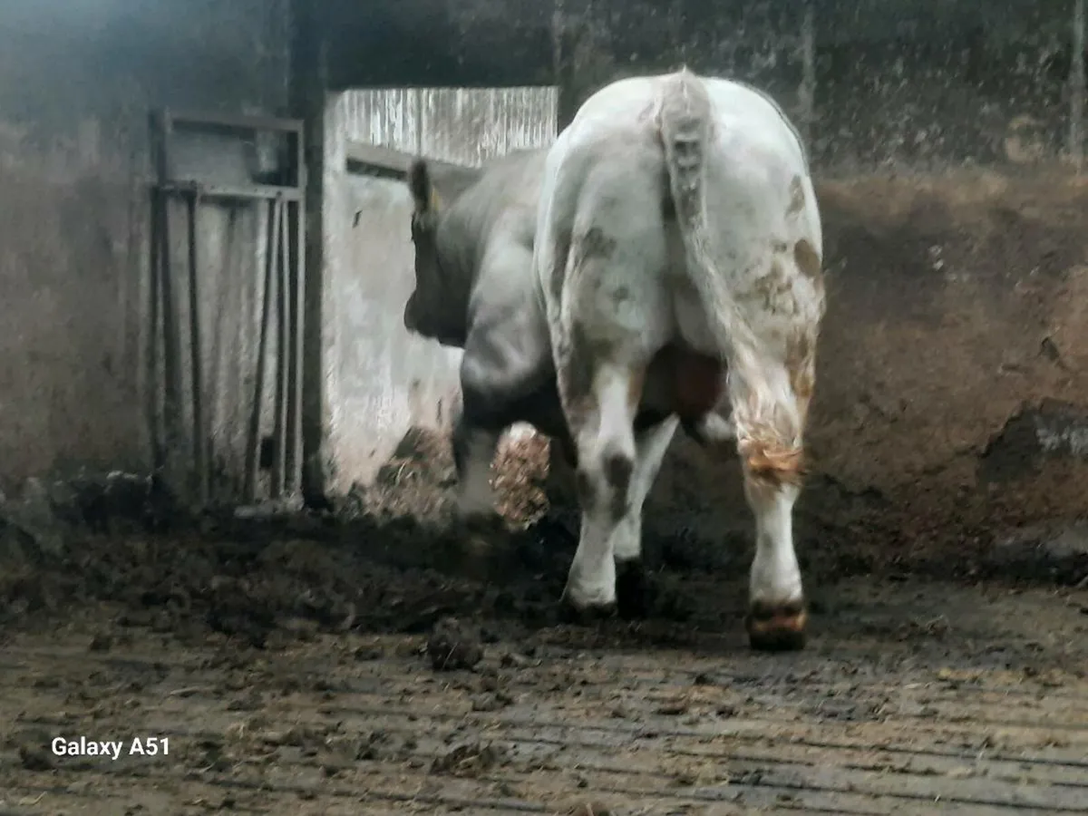 Pedigree charolais bull - Image 4
