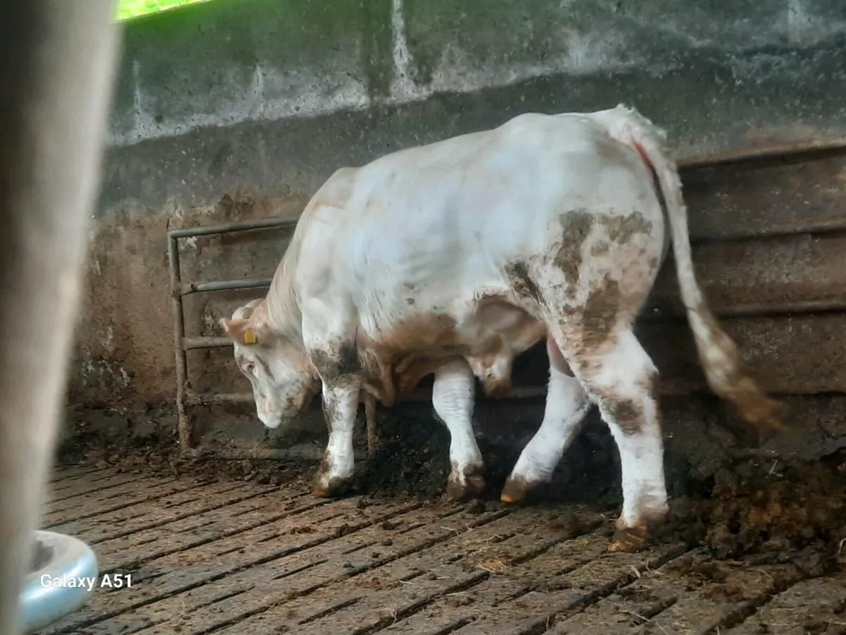 Pedigree charolais bull - Image 1