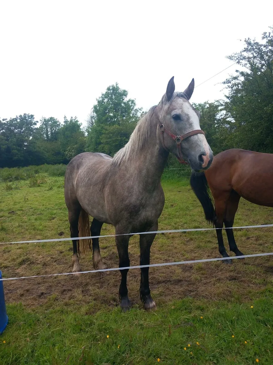 3yr Old 15hh Mare - Image 4
