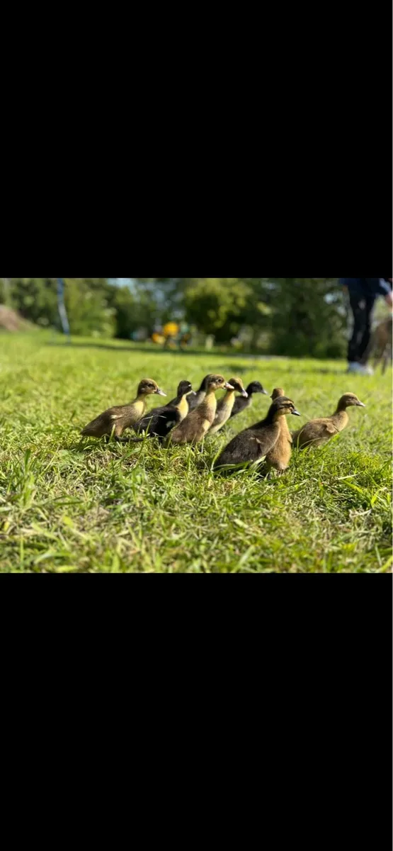 Indian runner/khaki Campbell ducklings