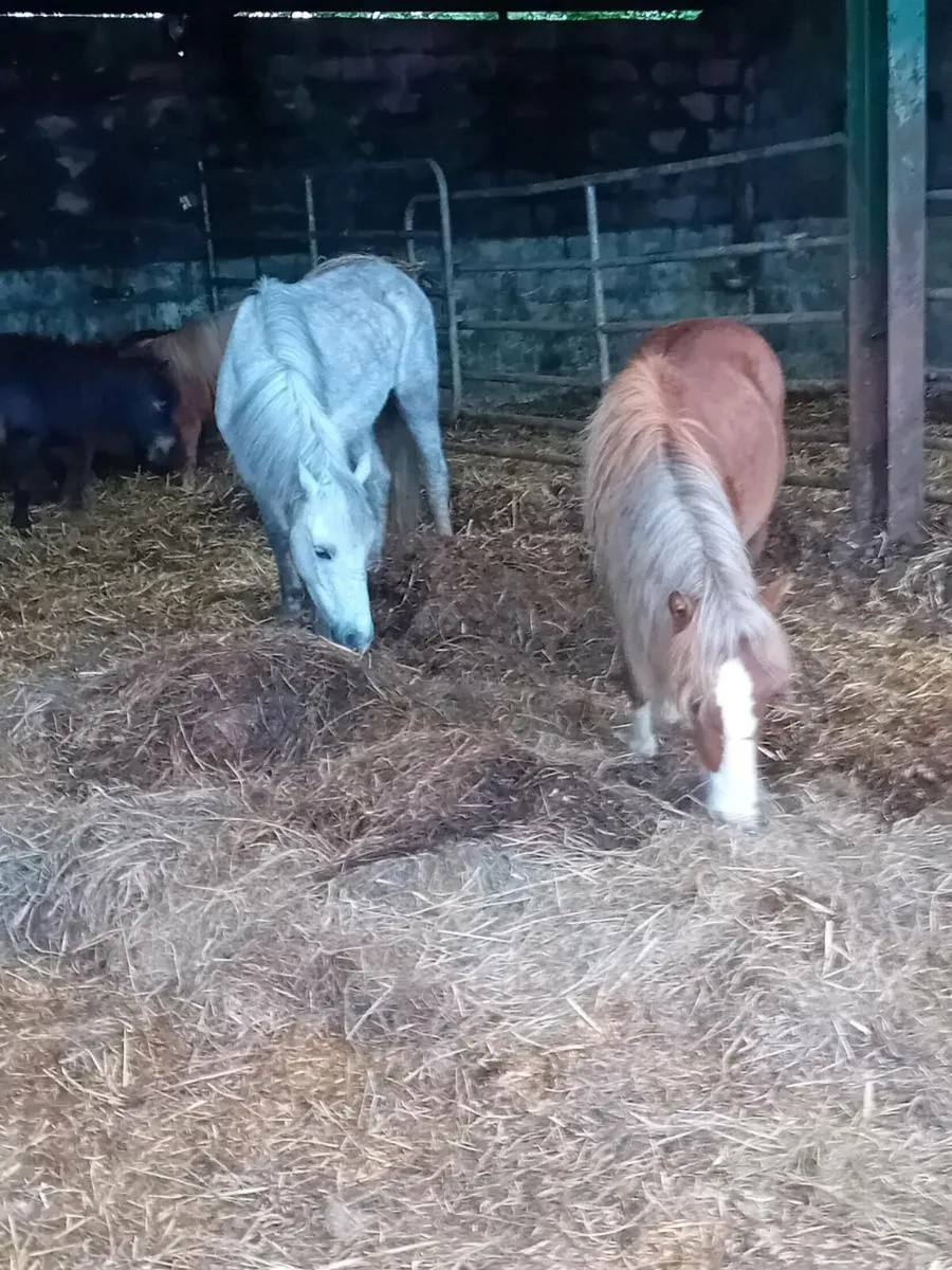 Chestnut gelding and grey filly - Image 1