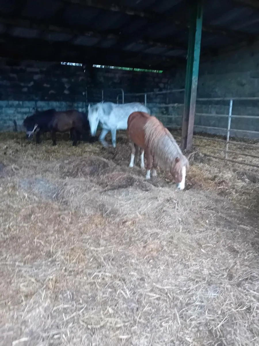 Chestnut gelding and grey filly - Image 2
