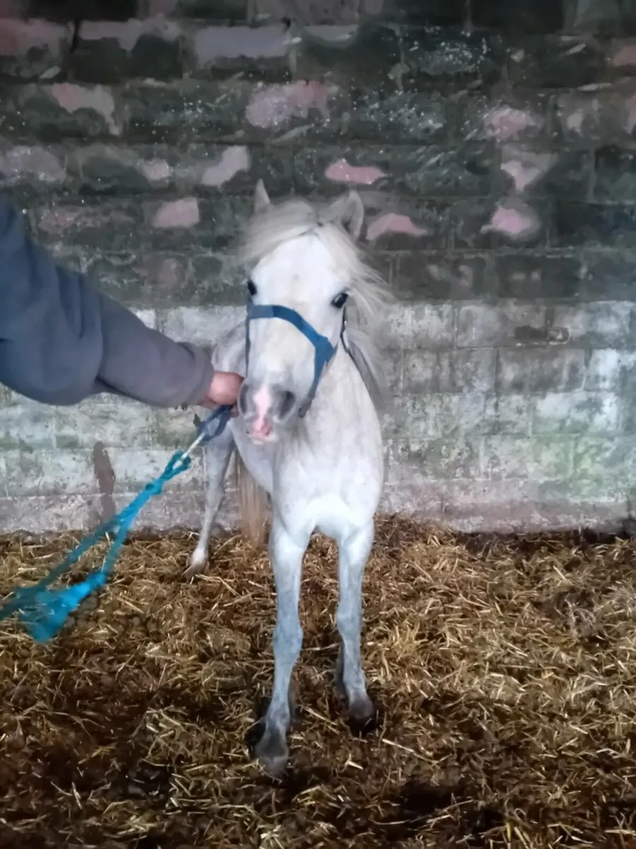 Chestnut gelding and grey filly - Image 3
