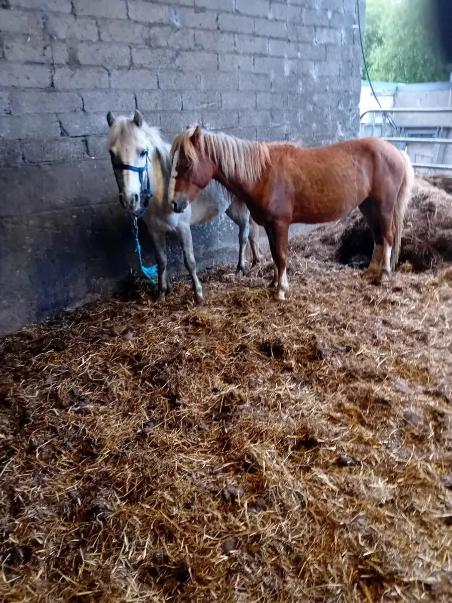 Chestnut gelding and grey filly - Image 4