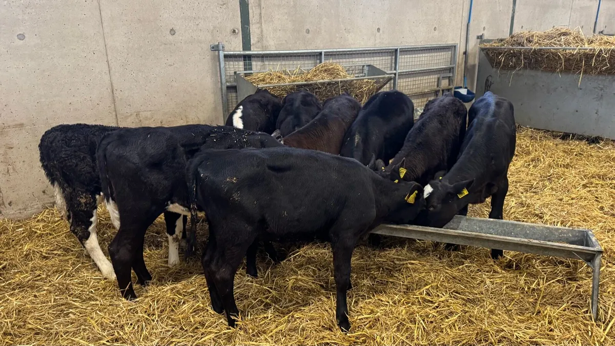 AA & Hereford Heifers - Image 2