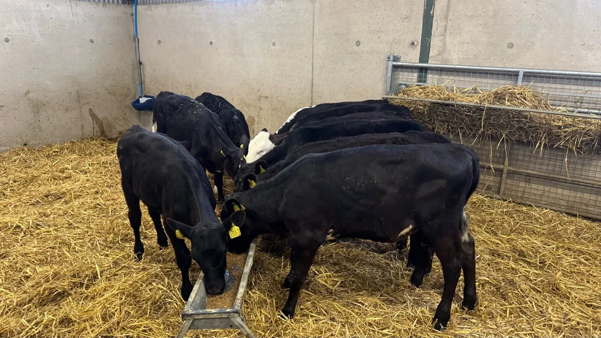 AA & Hereford Heifers - Image 3