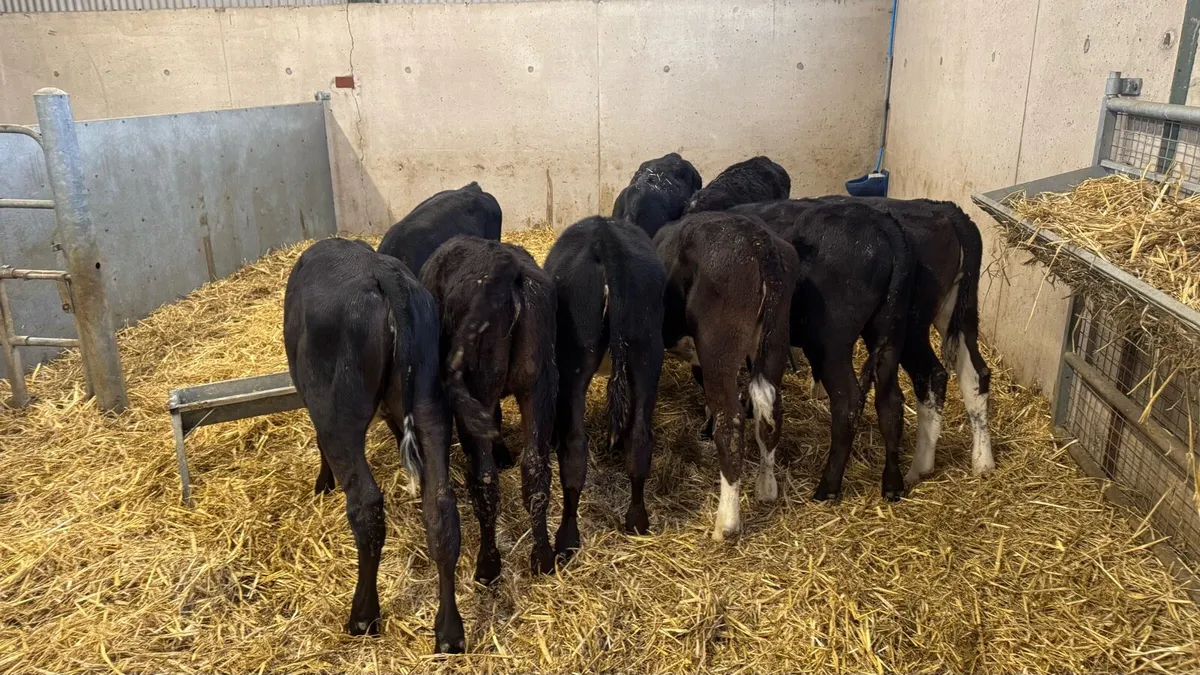 AA & Hereford Heifers - Image 4