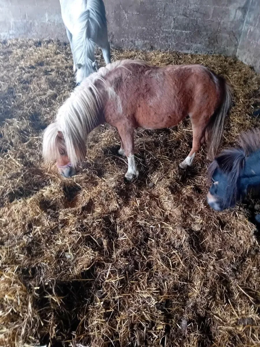 Palomino Shetland stallion driving pony - Image 1