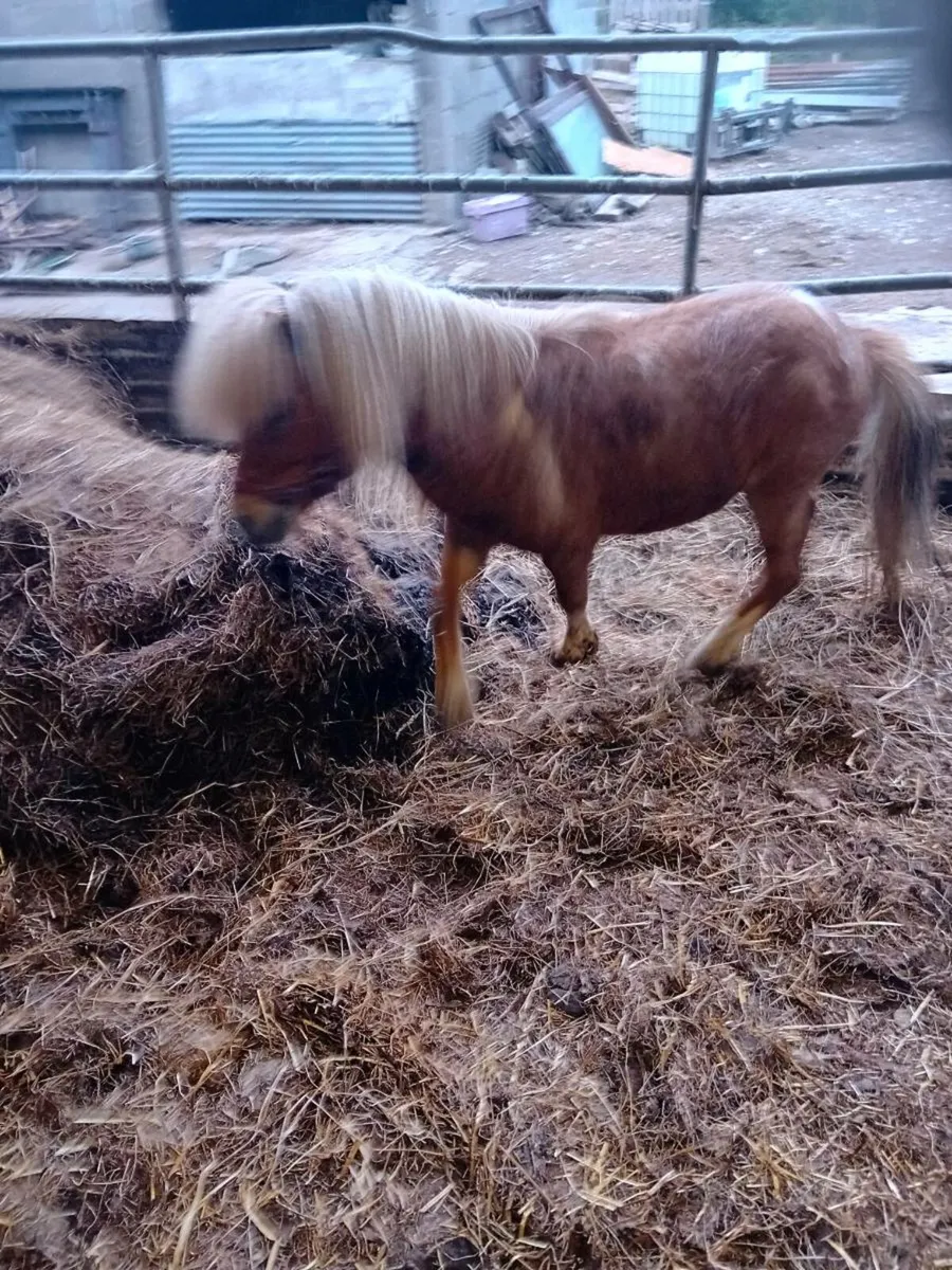 Palomino Shetland stallion driving pony - Image 2