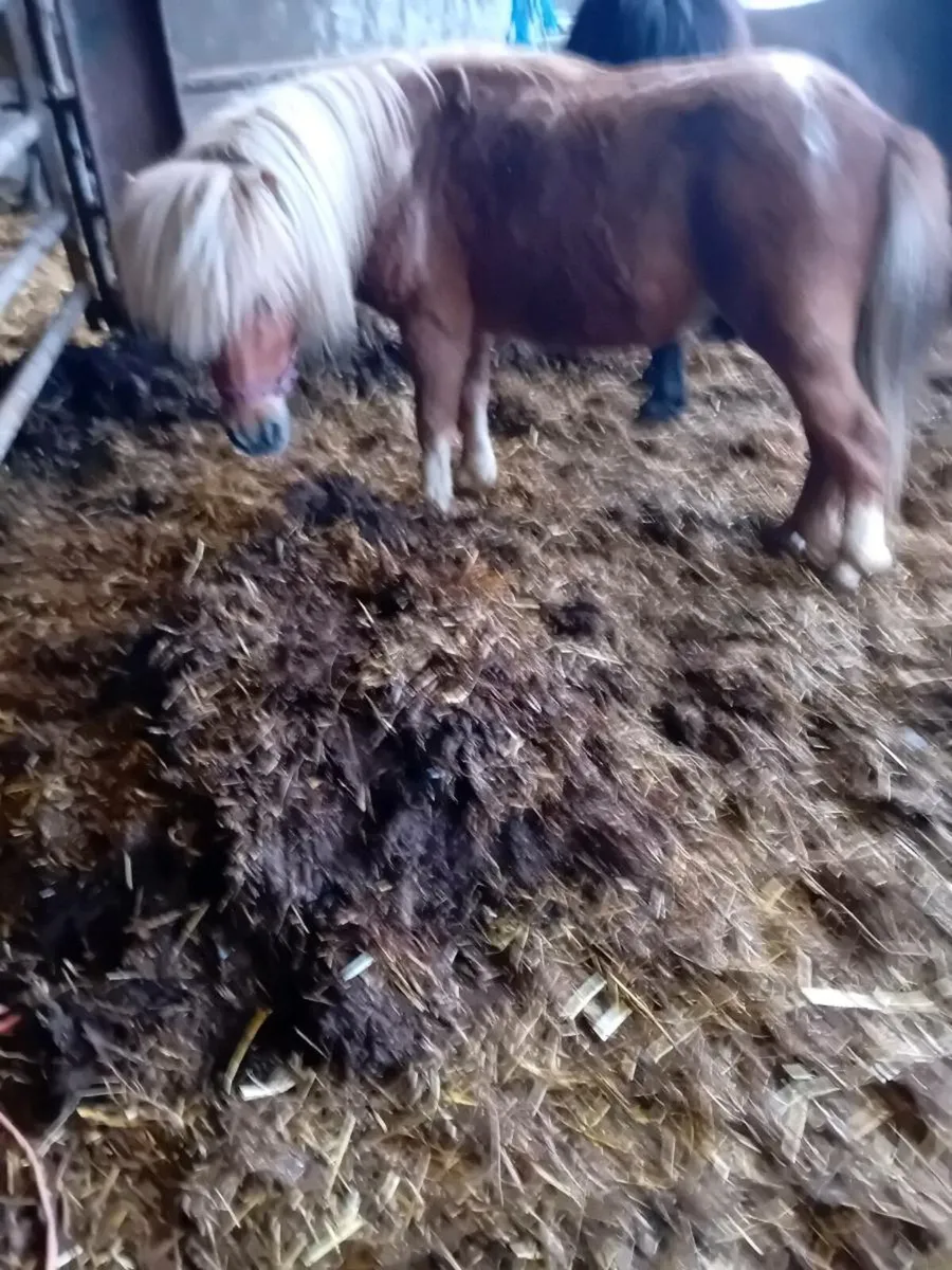 Palomino Shetland stallion driving pony - Image 3