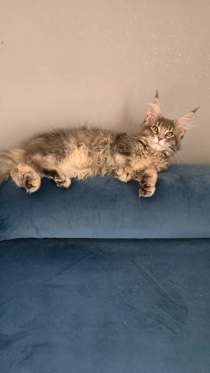 Registered Maine Coon kittens - Image 4